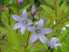 Campanula lactiflora bestellen